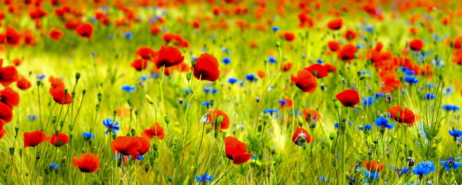 Kornblumen und Mohnblumen im Getreidefeld