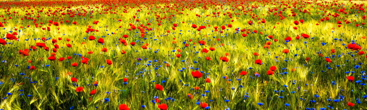 Ein Getreidefeld mit Mohnblumen, Kornblumen