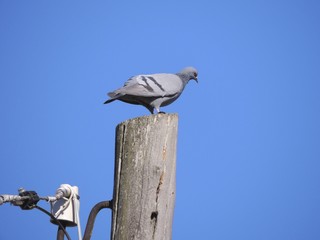 Dove sitting on a pole