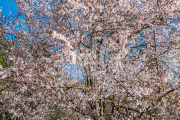 Spring White Cherry Blossoms 5