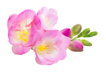 Fresh freesia flowers