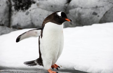 Gentoo penguin or pygoscellis papua is walking alone on the grey stone in Antarctica.