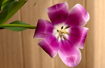 Purple tulip on a yellow background