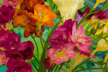 Freesia flowers on bright background