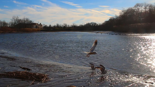 Gulls, swans, guses and other birds. Danube river, River water geese
