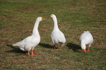 Obraz premium White domestic geese on the farm