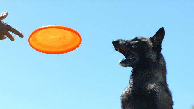 Dog catches disc in mouth, slow motion