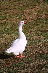 Portrait of a white domestic goose 