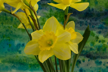 Narcissus flowers on the bright background