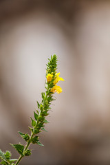 grass flower close up