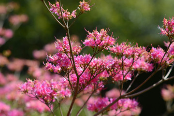 Pink Flowers