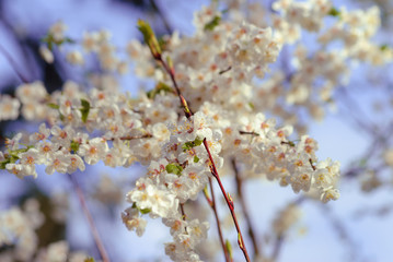 Cherry blossom in white with selective focus - closeup