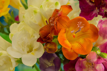 Obraz na płótnie Canvas Freesia flowers on bright background
