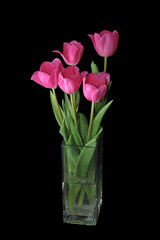 tulips in a vase on black background