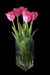 tulips in a vase on black background