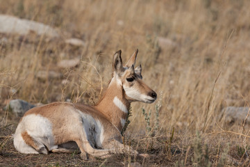 Naklejka na ściany i meble Pronghorn Antelope Fawn