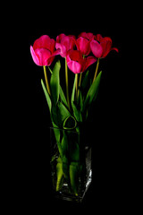 tulips in a vase on black background