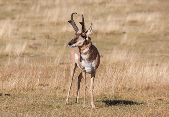 Pronghorn Antelope Buck © equigini