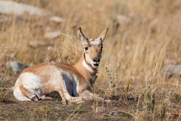 Pronghorn Antelope Fawn