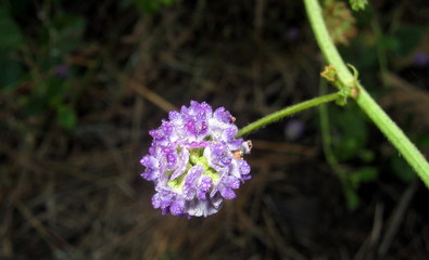 Tiny flower, Purple