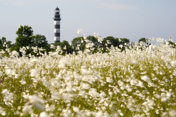 Lighthouse in the Baltic Sea. View from the flowery meadow, natural environment. Osmussaar,...