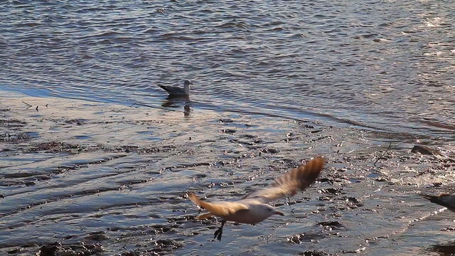 Gulls, swans, guses and other birds. Danube river, River water geese
