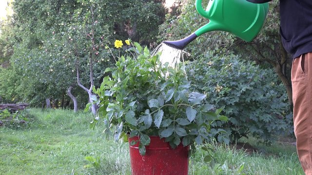 male hand watering young dahlia flower in pot in summer nature garden.
