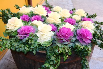 Fototapeta na wymiar Ornamental cabbages in flower pots in autumn