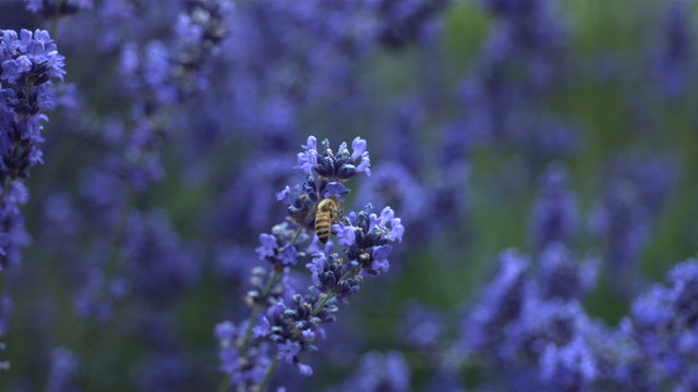 Honey bee on lavender flower, slow motion