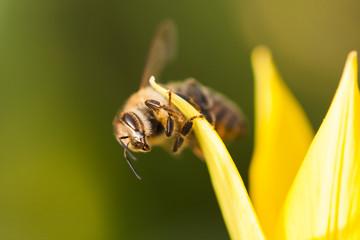 Honey bee on a yellow wild tulip with natural background