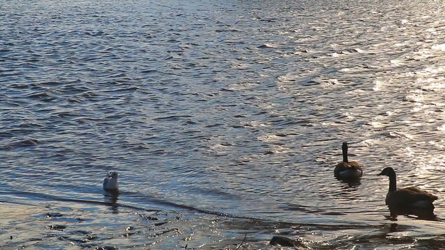 Gulls, swans, guses and other birds. Danube river, River water geese
