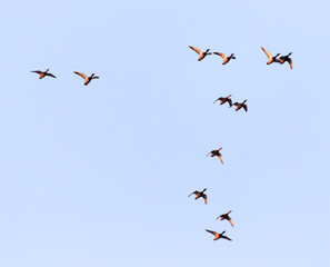 duck in flight against blue sky