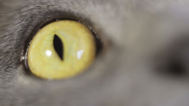 British cat eye closeup, brown