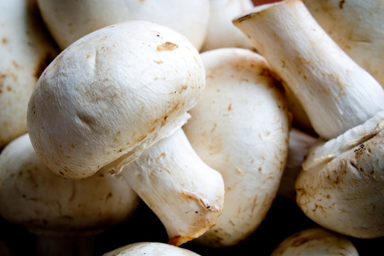 mushrooms closeup shot