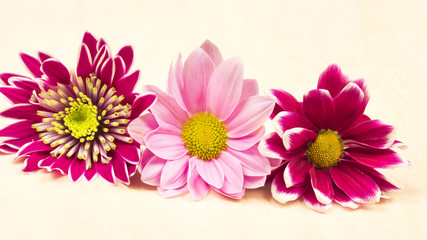 Group of beautiful chrysanthemum flowers with leaves and details 