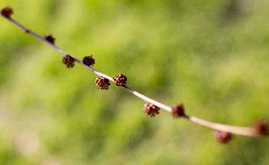 swollen buds on a tree branch