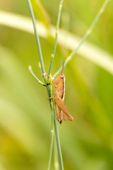 grasshopper in nature. close