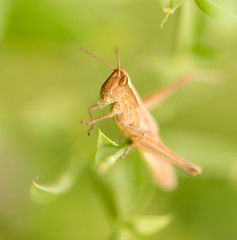 grasshopper in nature. close