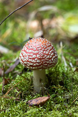 amanita