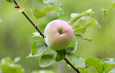 apple on tree in nature