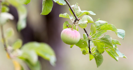 apple on tree in nature