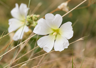 beautiful white flower in nature