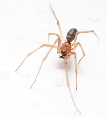 Spider on a white background with water drops