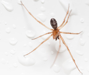 Spider on a white background with water drops