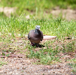 dove on the ground with grass on the nature