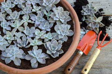 Plants in the flowerpot and garden tools.