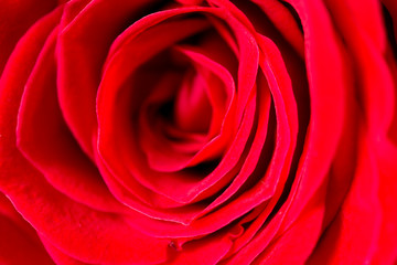 red rose petals as a background. macro