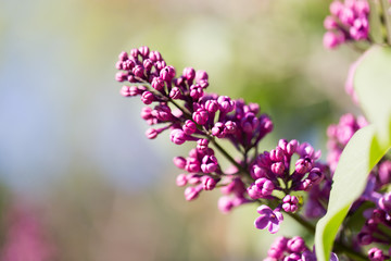 beautiful lilac flowers in nature
