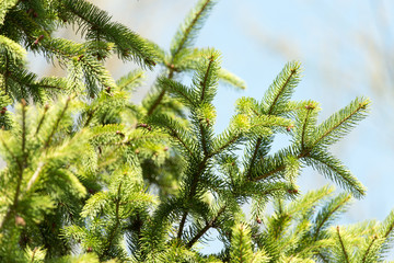 spruce branch on the nature