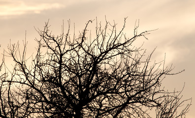 bare branches of a tree at sunrise sun